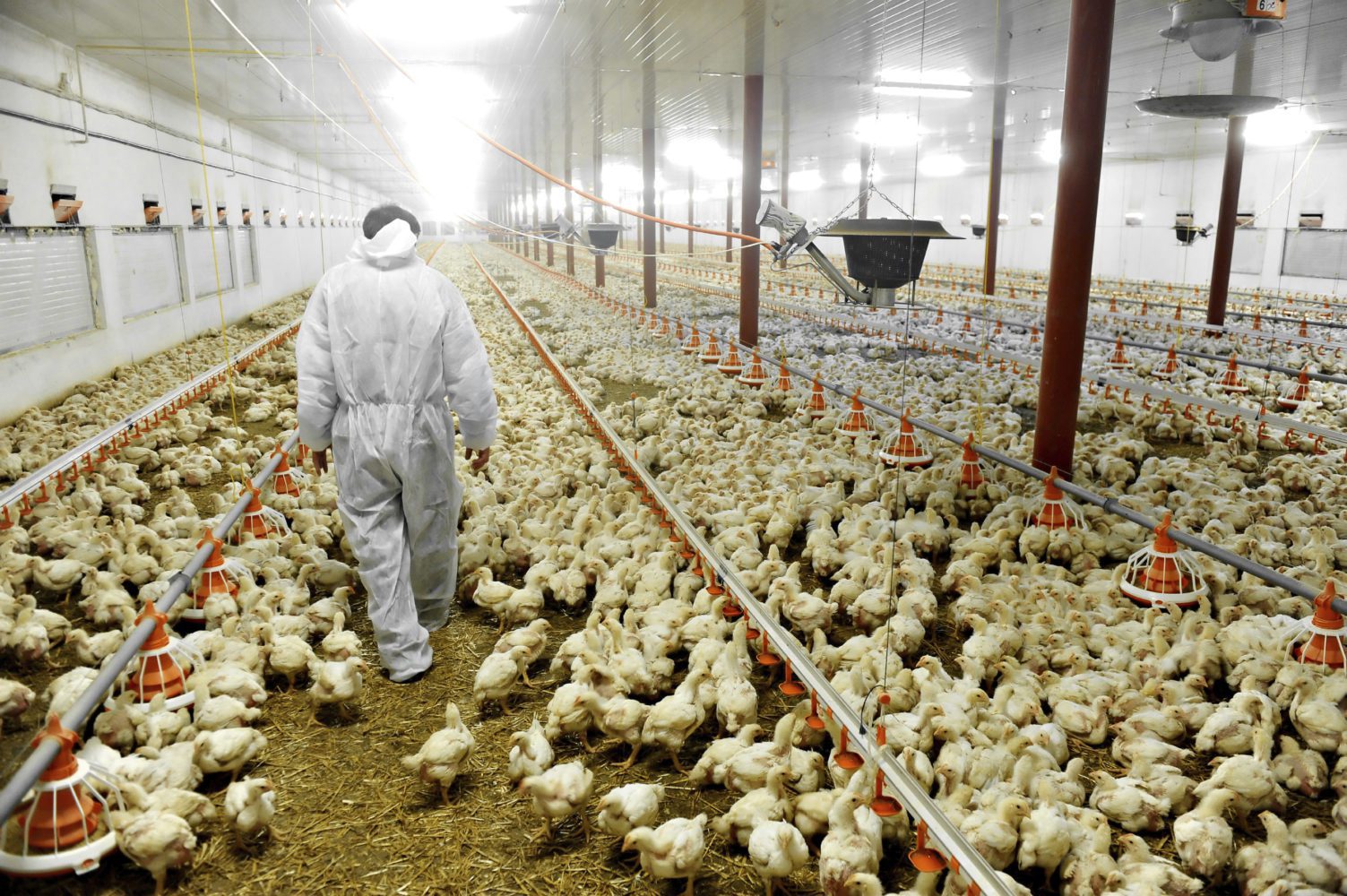 http://healthydebate.ca/wp-content/uploads/2015/02/chicken-farm.jpg