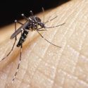 Aedes Mosquito Zika