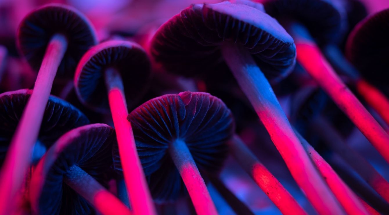 “神奇蘑菇”应该合法化吗？ 专家们权衡利弊