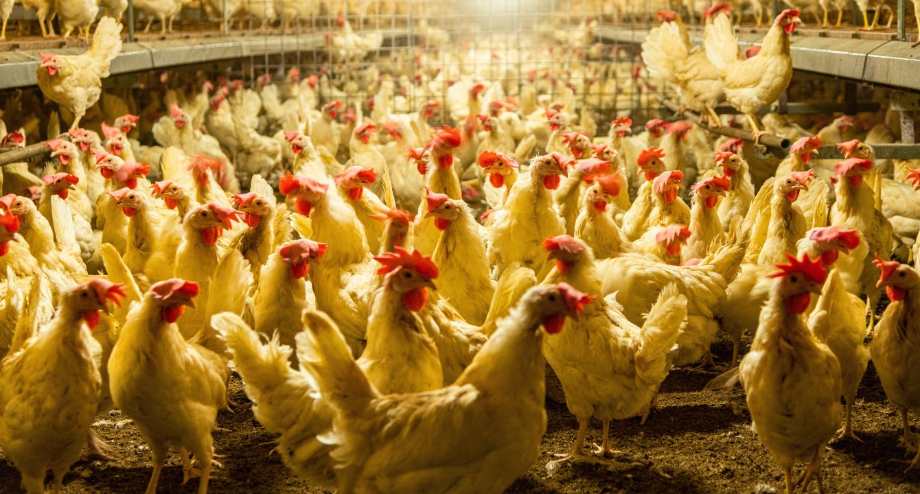 ‘We have to be very cautious’ Experts speak out on dangers of avian flu outbreak Healthy Debate